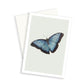 Butterfly natural history greeting card