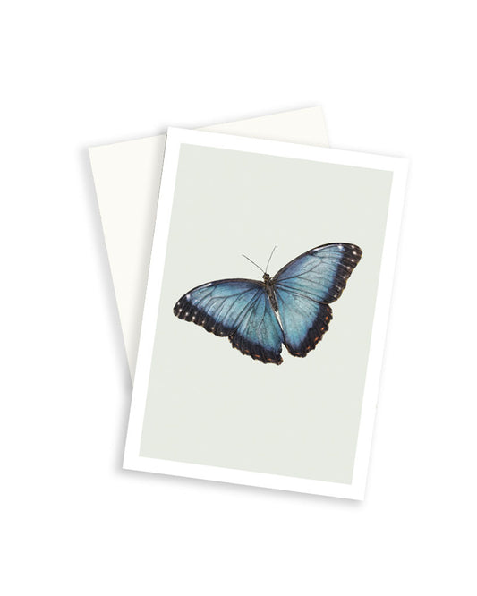 Butterfly natural history greeting card