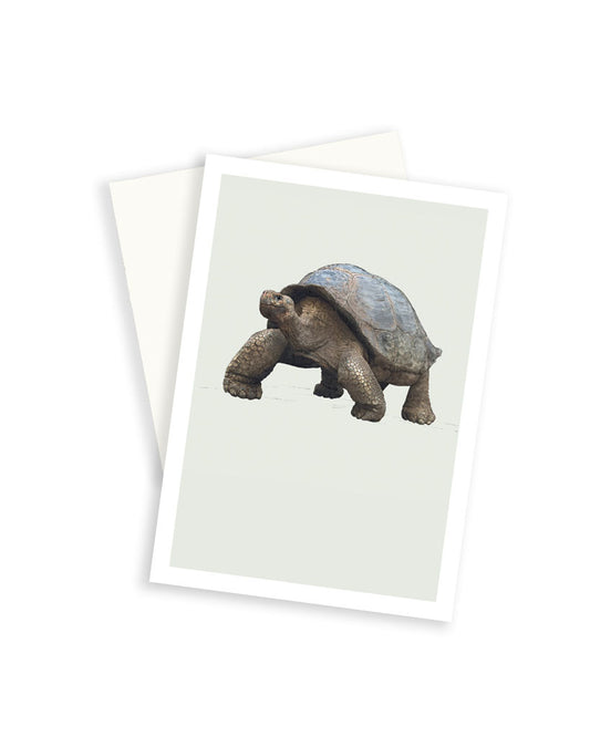 Tortoise natural history greeting card